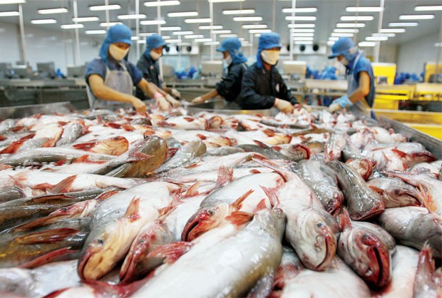 Вьетнамские предприятия ужесточили правила выращивания пангасиуса - ảnh 1